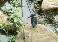 Malachite Kingfisher - Alcedo cristata