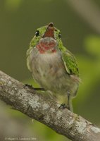 Broad-billed Tody - Todus subulatus