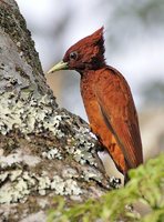 Scaly-breasted Woodpecker - Celeus grammicus