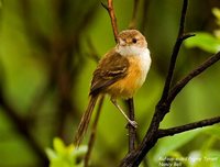 Rufous-sided Pygmy-Tyrant - Euscarthmus rufomarginatus