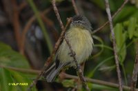 Yellow-margined Flycatcher - Tolmomyias assimilis