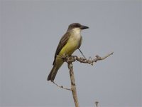 Thick-billed Kingbird - Tyrannus crassirostris