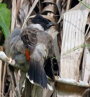 Sooty-headed Bulbul - Pycnonotus aurigaster