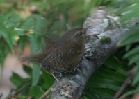 Winter Wren - Troglodytes troglodytes