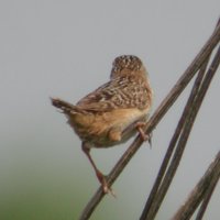 Sedge Wren - Cistothorus platensis