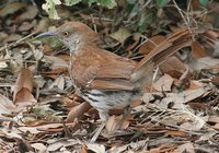 Brown Thrasher - Toxostoma rufum