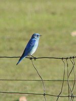 Mountain Bluebird - Sialia currucoides