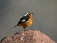 Moussier's Redstart - Phoenicurus moussieri