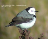 White-fronted Chat - Epthianura albifrons