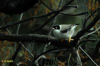 Varied Sittella - Neositta chrysoptera