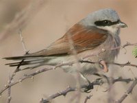 Red-backed Shrike - Lanius collurio