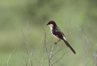 Long-tailed Fiscal - Lanius cabanisi