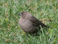 Brown-headed Cowbird - Molothrus ater