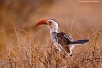 Red-billed Hornbill