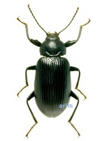 맴돌이붙이거저리 - Plesiophthalmus spectabilis spectabilis