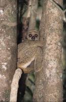 Avahi cleesei lemur