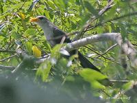 Green malkoha or Yellowbill (Ceuthmochares aereus)