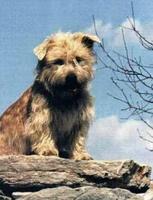 glen-of-imaal-terrier-picture