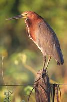 Rufescent  tiger-heron   -   Trigrisoma  lineatum   -   Airone  tigrato  rossiccio