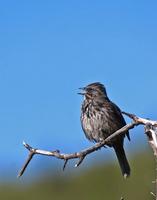 Song Sparrow