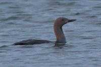 Red-throated Loon