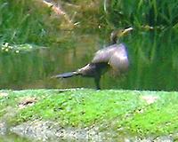 Phalacrocorax gaimardi