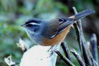 Red-rumped Warbling-Finch, Poospiza lateralis