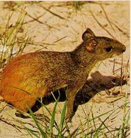 Cutia (Dasyprocta agouti): Mamífero, alimenta-se de frutas,