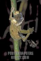 Leaf tailed gecko ( Uroplatus ) hanging onto bamboo shoot with one foot , Nosy Mangabe , Madagas...