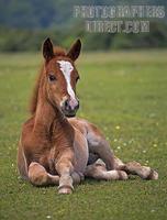 New Forest Foal , Hampshire , England stock photo