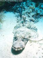 Crocodile Fish - Cymbacephalus beauforti