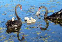 Black Swans