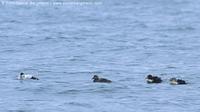 King Eider Somateria spectabilis