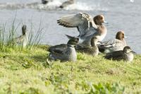 Falcated Duck Topsham, Devon