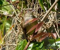 Buff-vented Bulbul