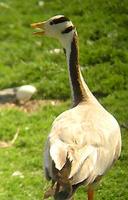 Bar-headed Goose