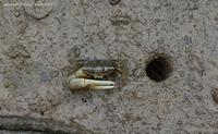 crab