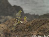 Japanese  Green  Pigeon/ Treron sieboldii