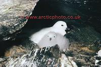 FT0149-00: Snow Petrel, Pagodroma nivea, with its downy grey chick at the nest. Antarctica