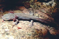 : Dicamptodon ensatus; California Giant Salamander