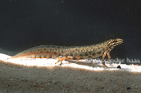 : Lissotriton vulgaris; Smooth Newt