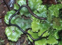 : Oedipina gracilis; Common Worm Salamander