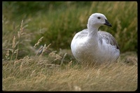 : Choephaga picta ssp. leucoptera; Upland Goose