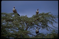 : Corythaixoides personatus ssp. leopoldi; Bare-faced Go-away Bird