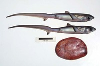 : Alopias pelagicus; Smalltooth Pelagic Thresher Shark