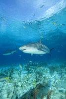 : Galeocerdo cuvier; Tiger Shark