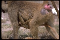 : Papio cynocephalus; Yellow Baboon