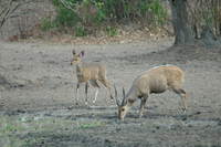 : Tragelaphus scriptus ornatus; Chobe Bushbuck