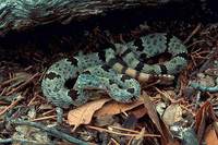 : Crotalus lepidus klauberi; Banded Rock Rattlesnake