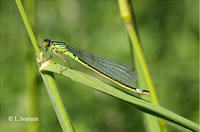 : Coenagrion armatum